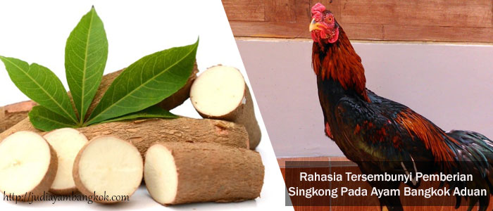 Pemberian Singkong Pada Ayam Bangkok Aduan
