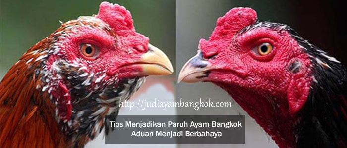 Paruh Ayam Bangkok Aduan Menjadi Berbahaya