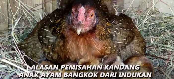 Alasan Pemisahan Kandang Anak Ayam