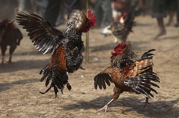 Ketahui Ayam Banten Sebagai Ayam Petarung Terkuat di Indonesia