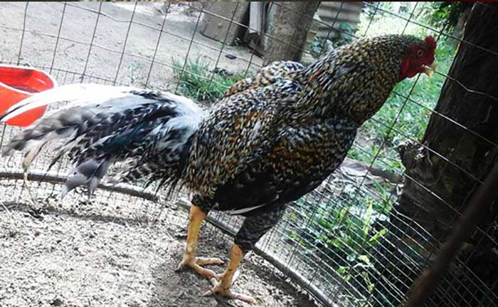 Mengenal Lebih Jauh Kehebatan Ayam Bangkok Jali Blirik Di Arena