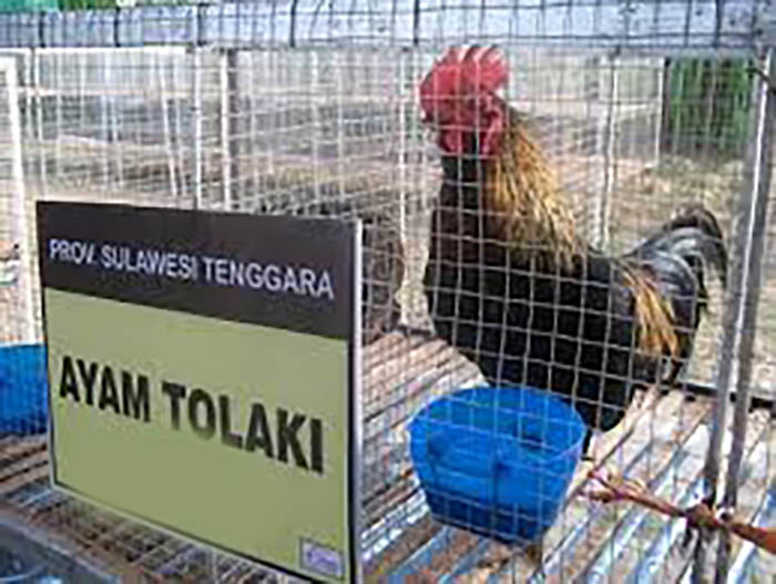 Ayam Tolaki Asli Indonesia, Ini Ciri dan Kelebihannya